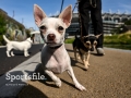 Local dogs on a walk near Croke Park before the GAA Hurling All-Ireland Senior Championship Final